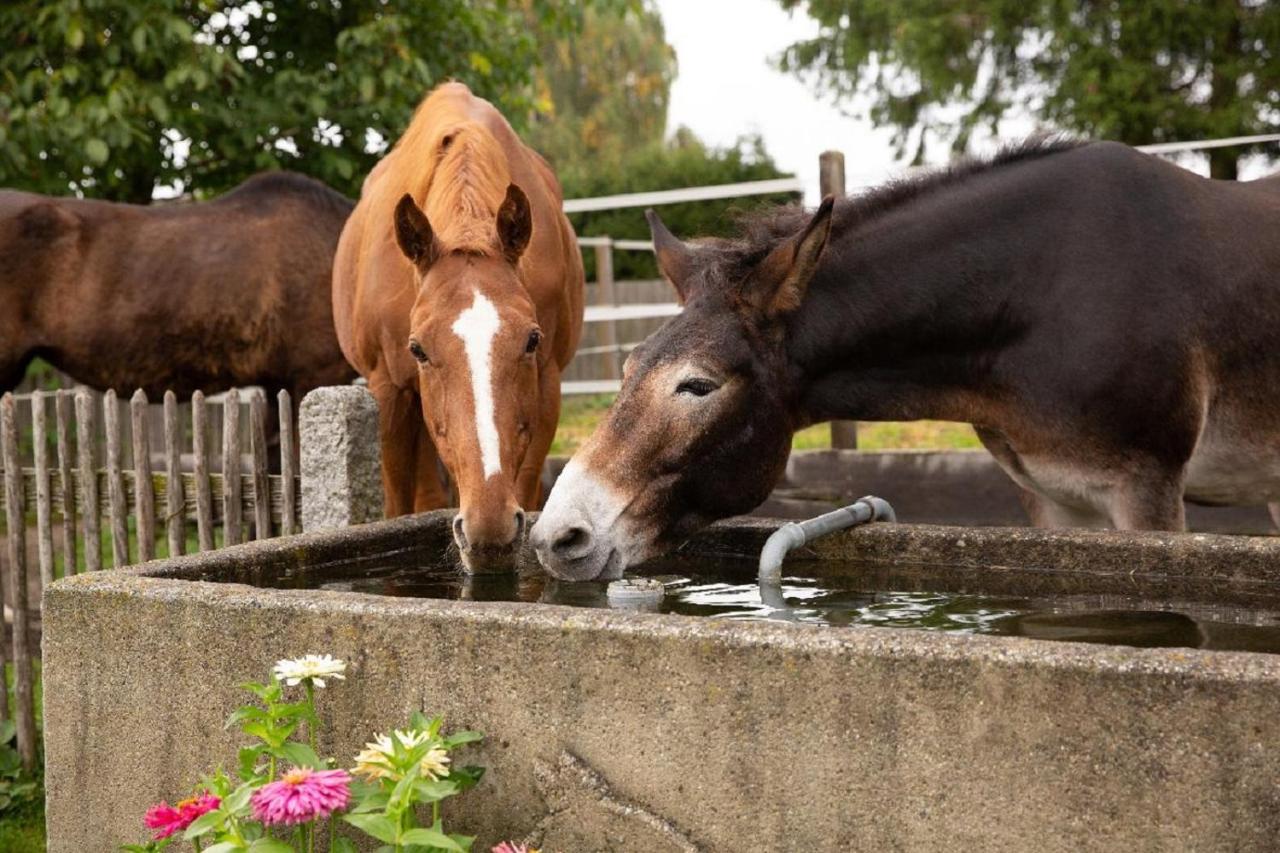 Ferienwohnung Landurlaub bei Familie Haug Freyung Exterior foto