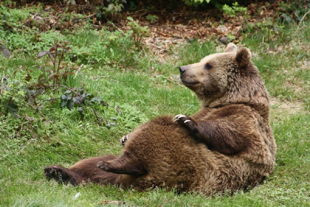 Ferienwohnung Landurlaub bei Familie Haug Freyung Exterior foto